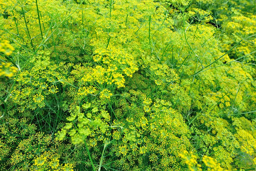 Finocchio (Foeniculum vulgare)