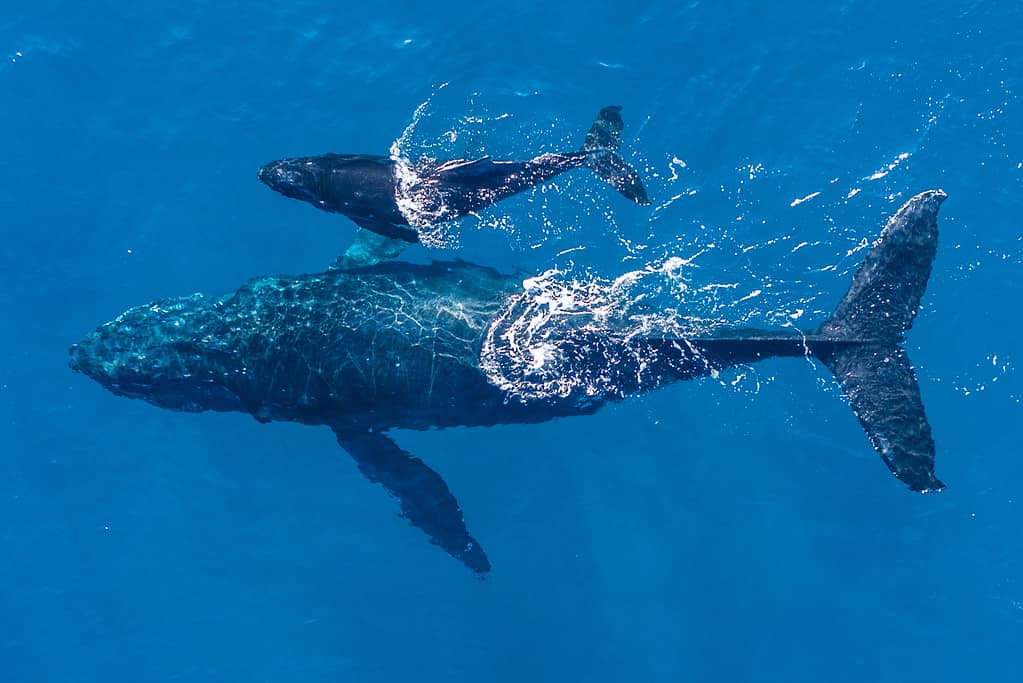 Mamma balena e il suo cucciolo sguazzano nelle calde acque del Pacifico mentre due delfini si uniscono al divertimento.