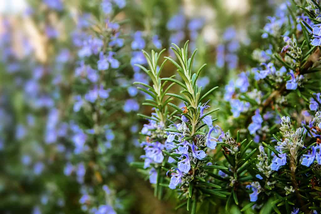 piante di rosmarino in fiore nel giardino delle erbe, messa a fuoco selezionata, profondità di campo ridotta
