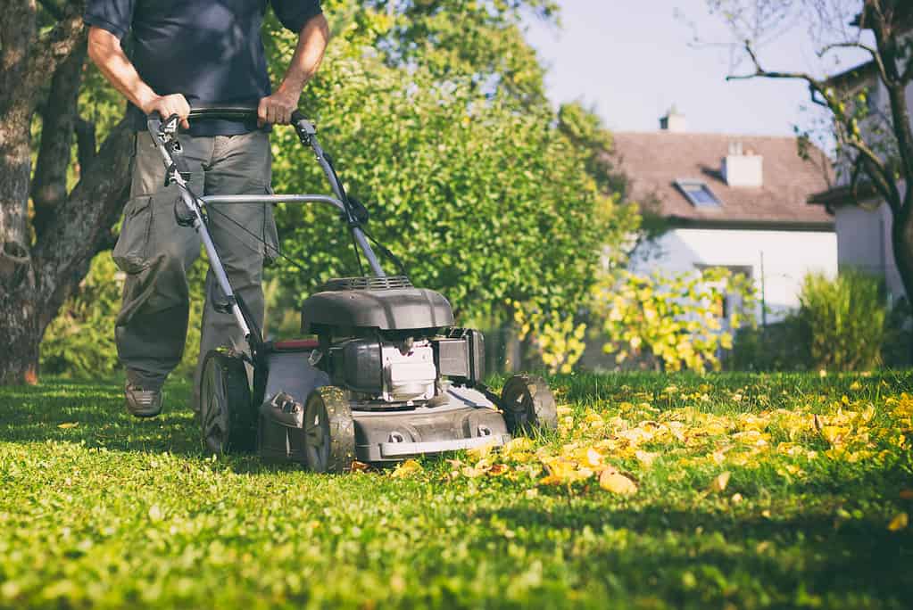 Falciare l'erba con un tosaerba all'inizio dell'autunno. Il giardiniere taglia il prato del giardino.