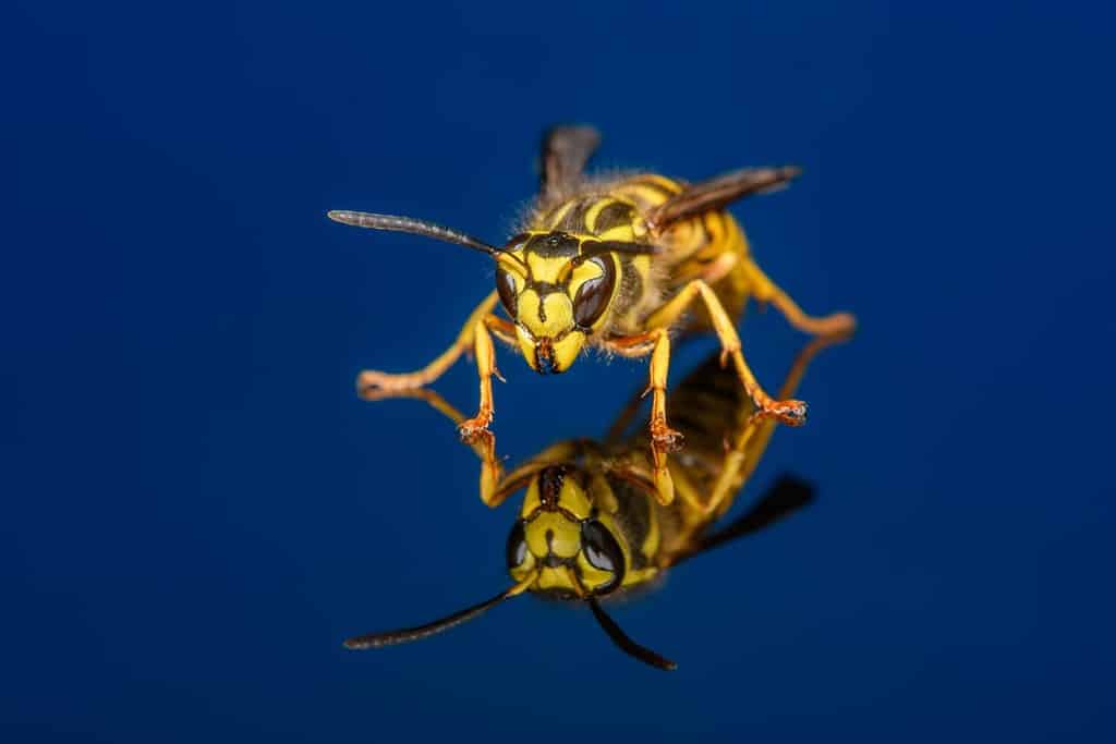 Vespula squamosa, la giacca gialla del sud, su sfondo blu scuro.  Pochi dettagliati del viso e delle mandibole