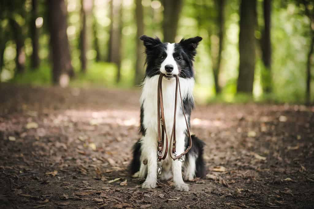 Proprietario maschio che mette al guinzaglio il cane all'aperto.  Felice giovane border collie nella foresta.