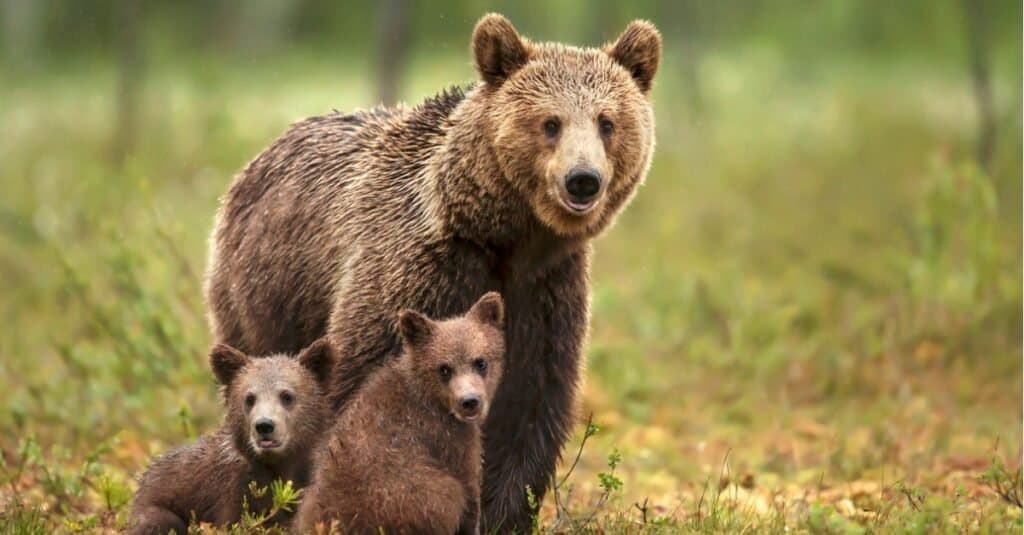 Gli orsi hanno la coda