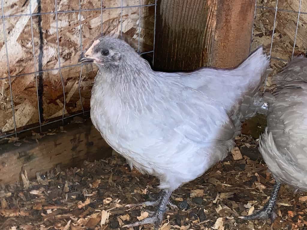 Pullet di lavanda Orpington