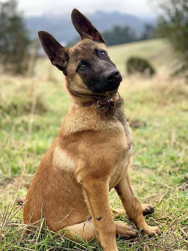 Cucciolo maschio belga di malinois