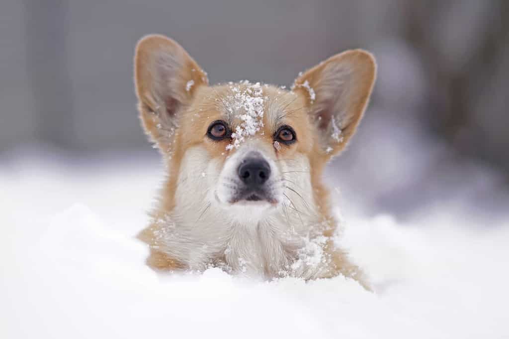Il ritratto di un fulvo e bianco Welsh Corgi Pembroke cane in posa all'aperto in piedi in una neve profonda in inverno