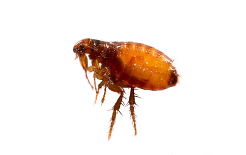 Pulci su un primo piano sfondo bianco.  Distruzione dei parassiti negli animali domestici.  Trattamento dei locali con insetticidi.