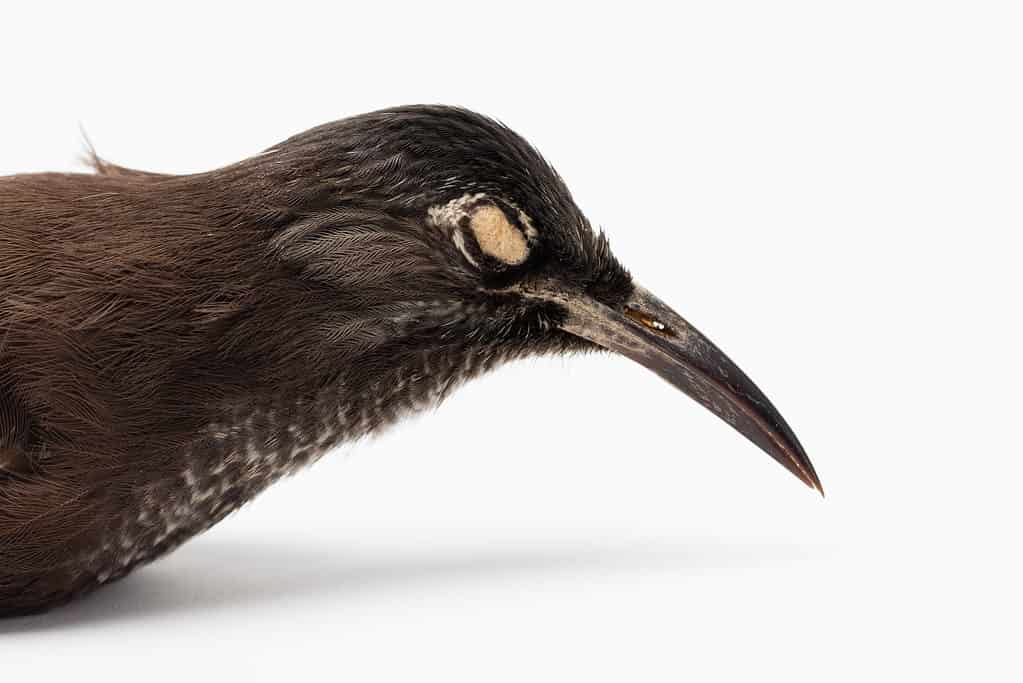 Kaua'i ʻŌʻō o Moho braccatus