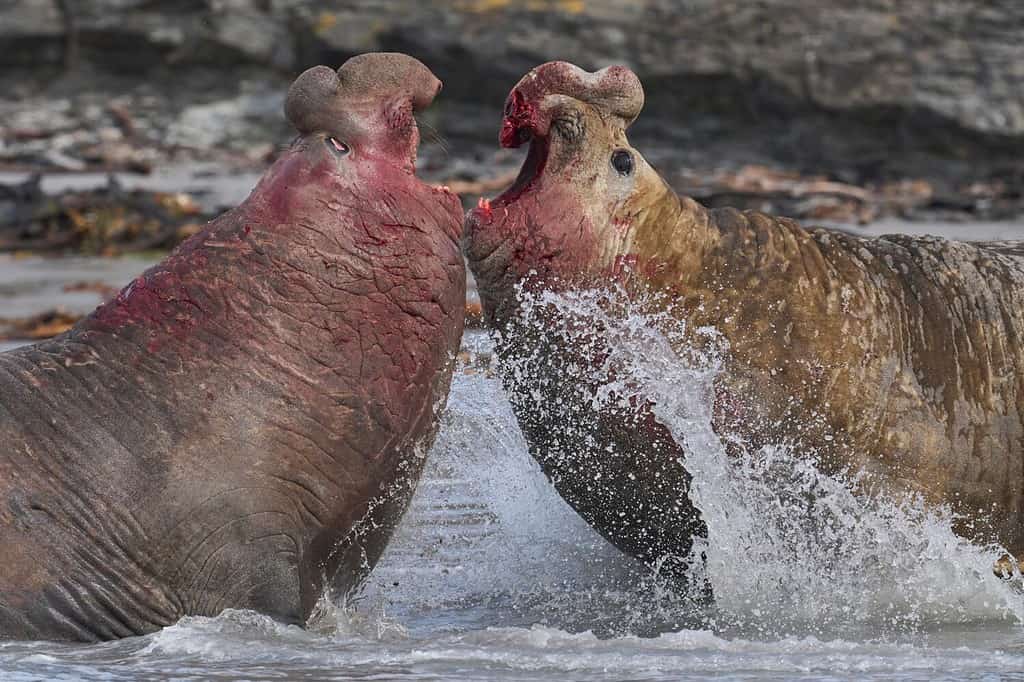 L'elefante marino del sud (Mirounga leonina) combatte con un rivale per il controllo di un grande harem di femmine durante la stagione riproduttiva sull'isola dei leoni marini nelle Isole Falkland.