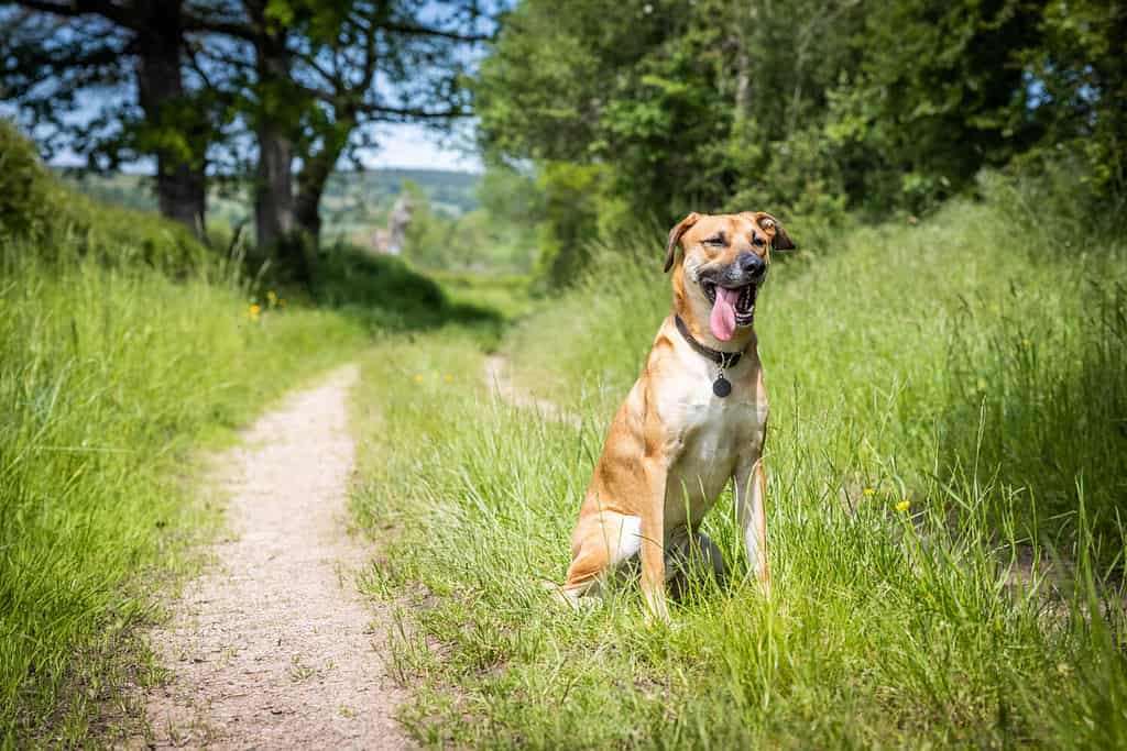 Un cane dalla bocca nera: razza sul campo
