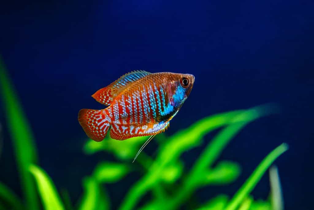 Un bellissimo acquario tropicale d'acqua dolce verde con piante e pesci. Pesce gourami nano (Colisa lalia) in un acquario domestico, primo piano di lalius
