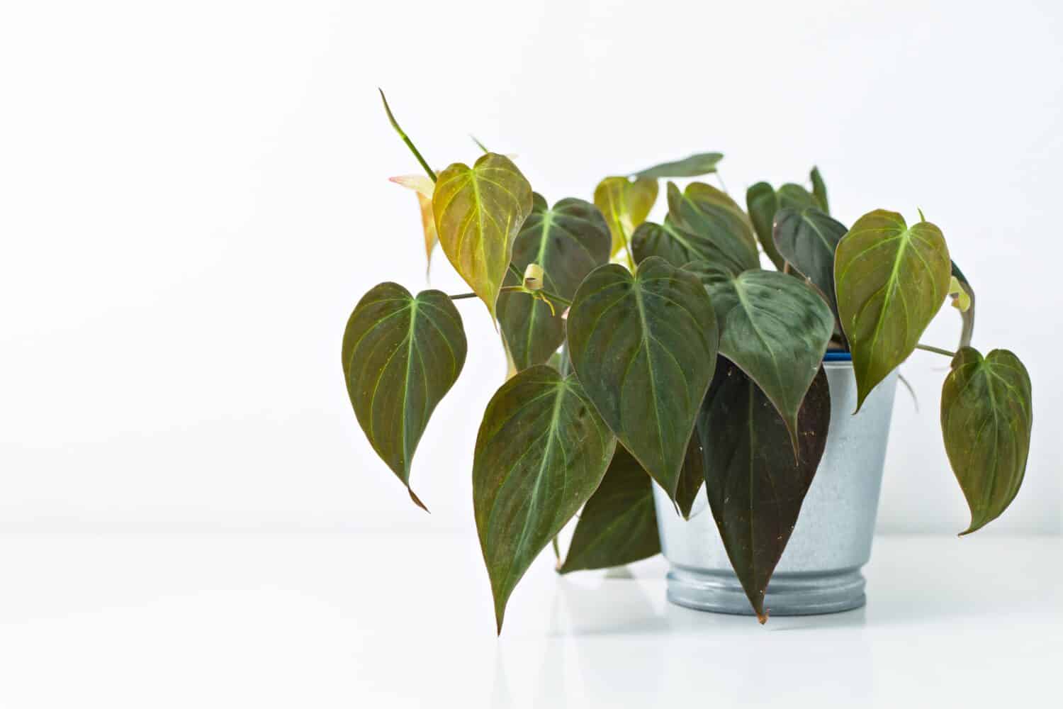 Philodendron Micans lascia su uno sfondo bianco, concetto creativo di pianta tropicale.  Decorazione d'interni per la casa.
