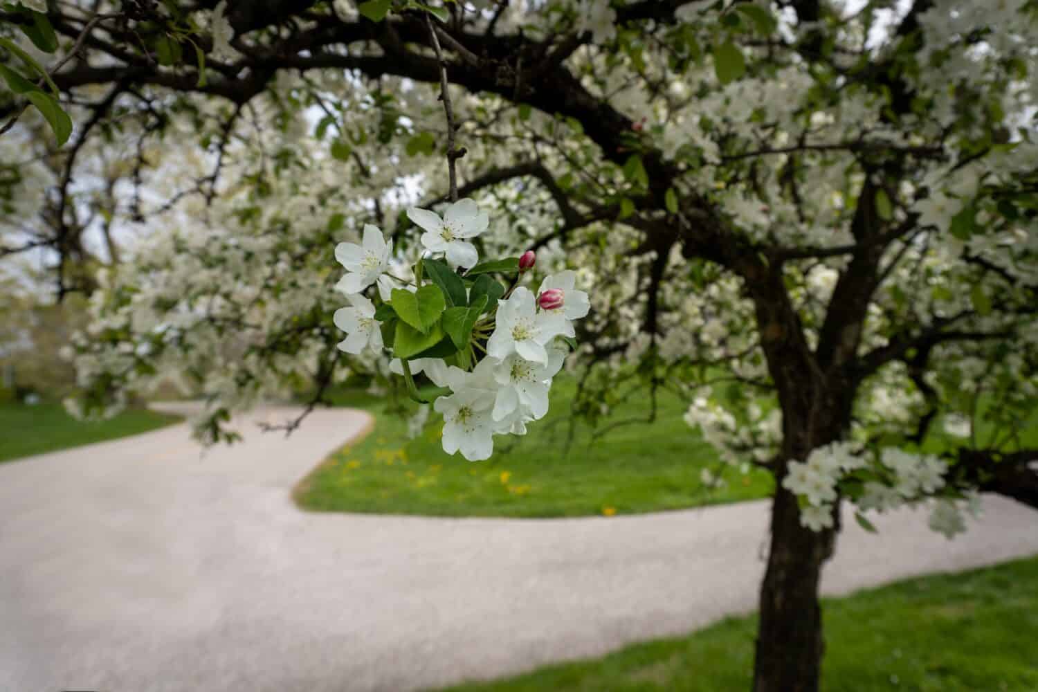 Fiori bianchi di mela di granchio. Genere Malus di piccoli alberi decidui o arbusti della famiglia delle Rosacee, tra cui il melo domestico, il melo selvatico e il melo selvatico. Sfondo sfocato.