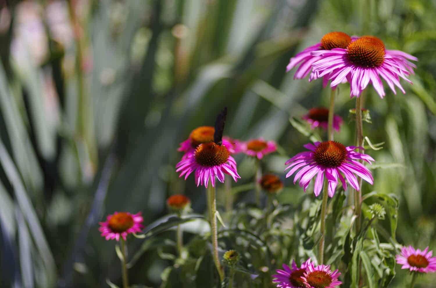 echinacea angustifolia il ceneflower viola a foglia stretta o echinacea blacksamon