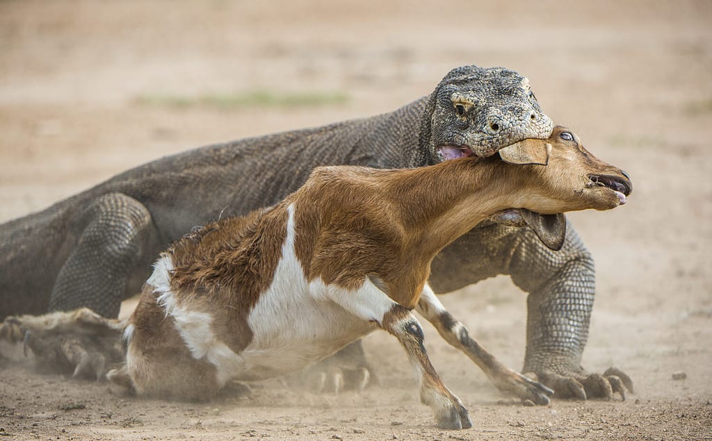 Il drago di Komodo (Varanus komodoensis) attacca la preda.  È la lucertola vivente più grande del mondo. Sull'isola Rinca.  Indonesia.