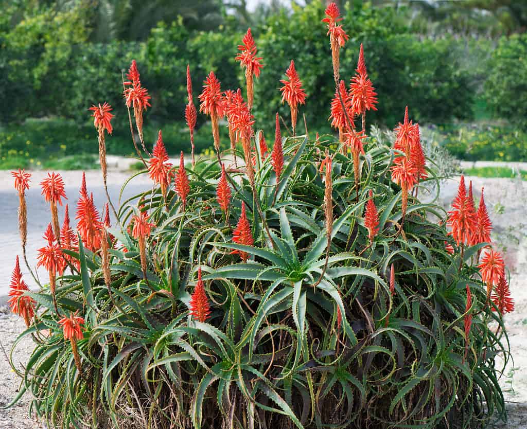 Fioritura dell’aloe arborescens