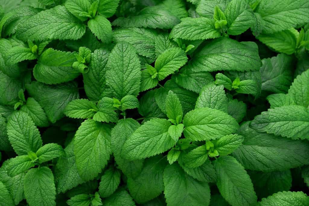 Foglie verdi fresche di menta, melissa, vista dall'alto di menta piperita. Trama di foglie di menta. Layout naturale ecologico. Fondo della natura delle erbe della menta verde del modello delle foglie di menta