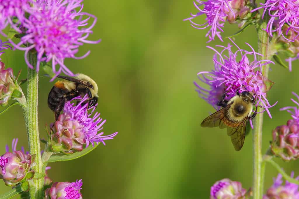 Api pelose carine che si nutrono e impollinano su quello che credo sia un fiore di stella ardente ruvido viola - sfondo verde liscio - nell'area faunistica di Crex Meadows nel nord del Wisconsin