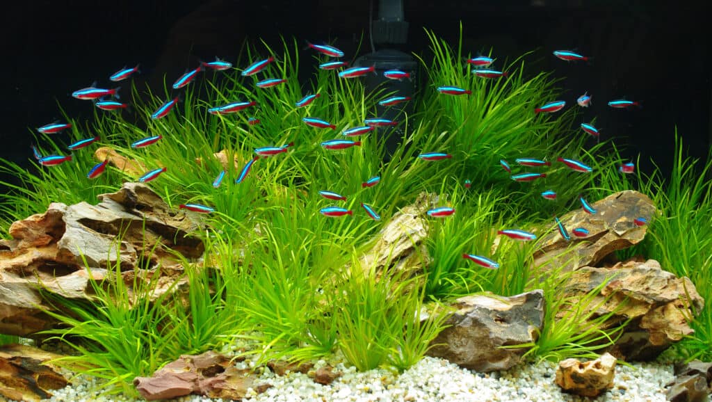 I neon tetra sono pesci da branco che danno il meglio se tenuti in gruppi di sei o più.