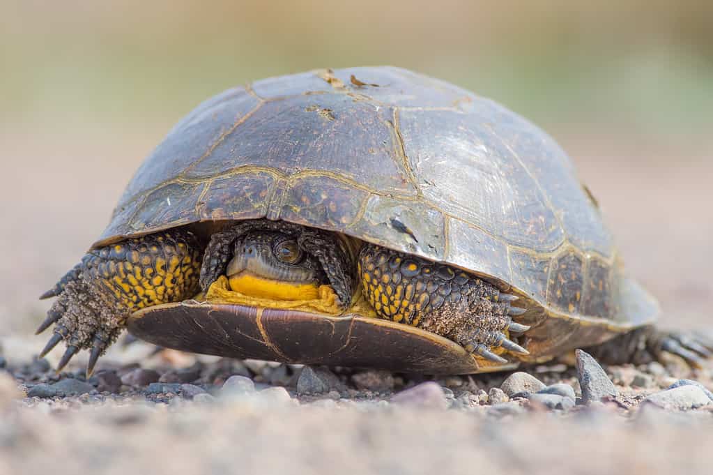 Tartaruga di Blanding su una strada rurale sterrata nella Fish Lake Wildlife Area nel Wisconsin settentrionale