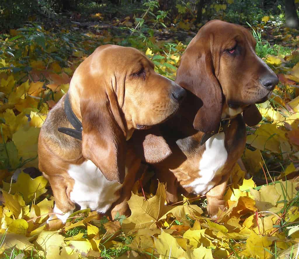 cuccioli di basset hound di 6 mesi
