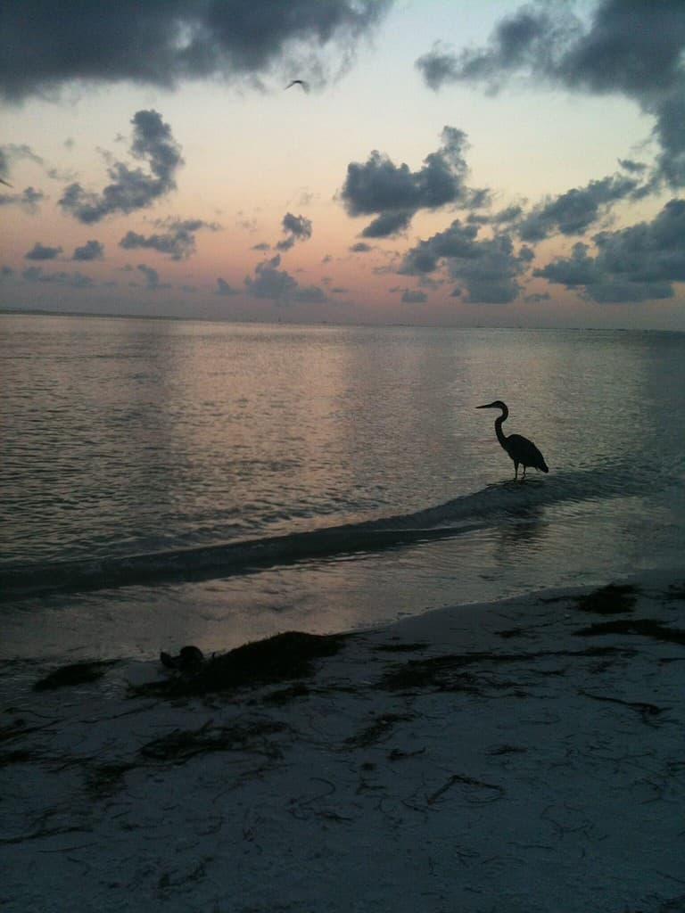 Alba sulla baia di Tampa