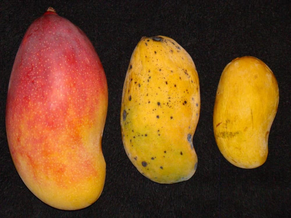 Un mango maturo Valencia Pride (Mangifera indica / Anacardiaceae) proveniente da Ghosh Grove, Rockledge, Florida viene confrontato con un mango Madame Francis acquistato in negozio, coltivato ad Haiti (al centro) e un mango Ataulfo ​​acquistato in negozio (a destra), coltivato in Messico .