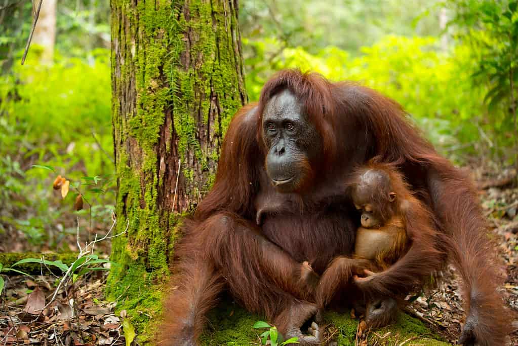 Orangutan in Indonesia con il suo bambino.