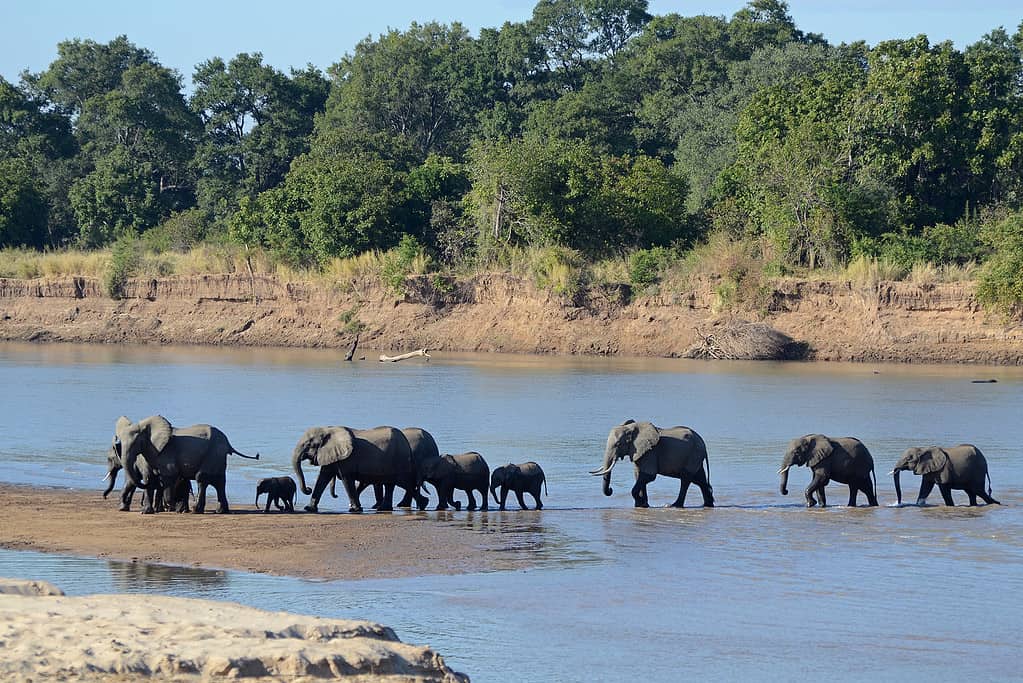 Attraversamento del fiume Luangwa