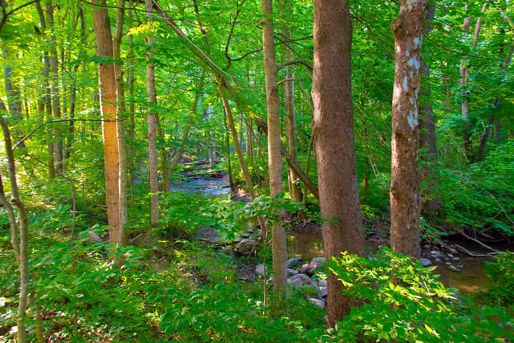 Foresta di latifoglie con piccolo ruscello-Howard County Indiana