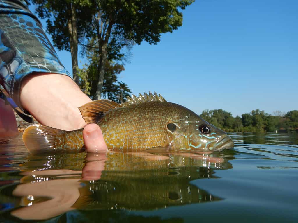Dettaglio di pesca di un Sunfish Bluegill in un lago