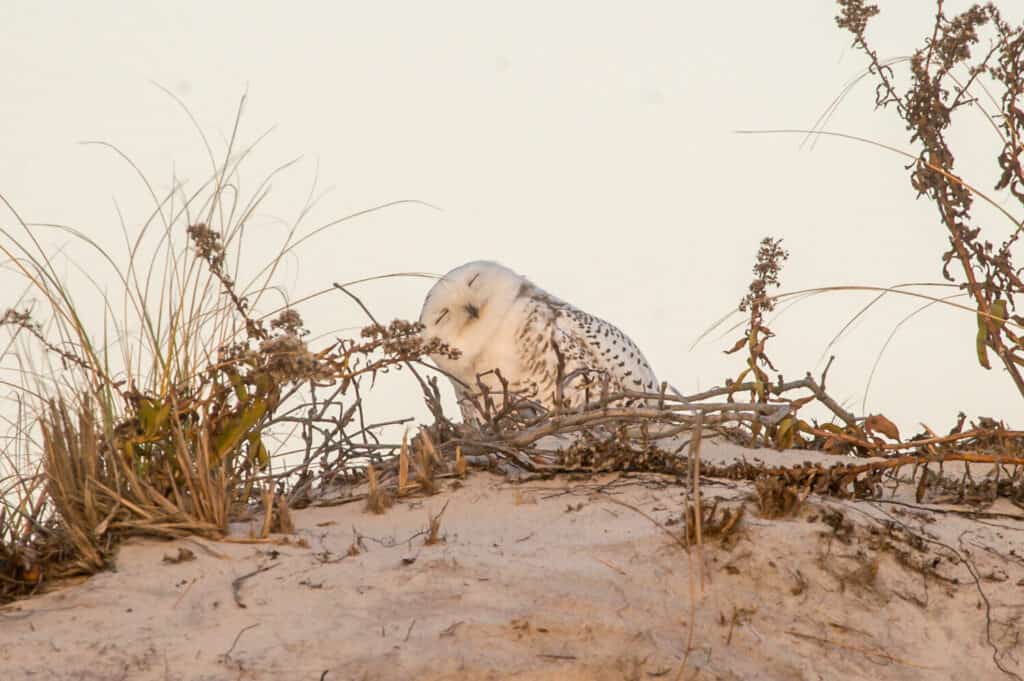 Una civetta delle nevi sonnecchia su una duna all'Island Beach State Park nel New Jersey.