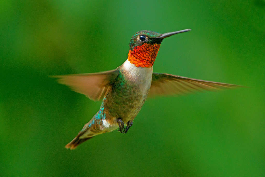 Colibrì maschio dalla gola rubino in cerca di una mangiatoia