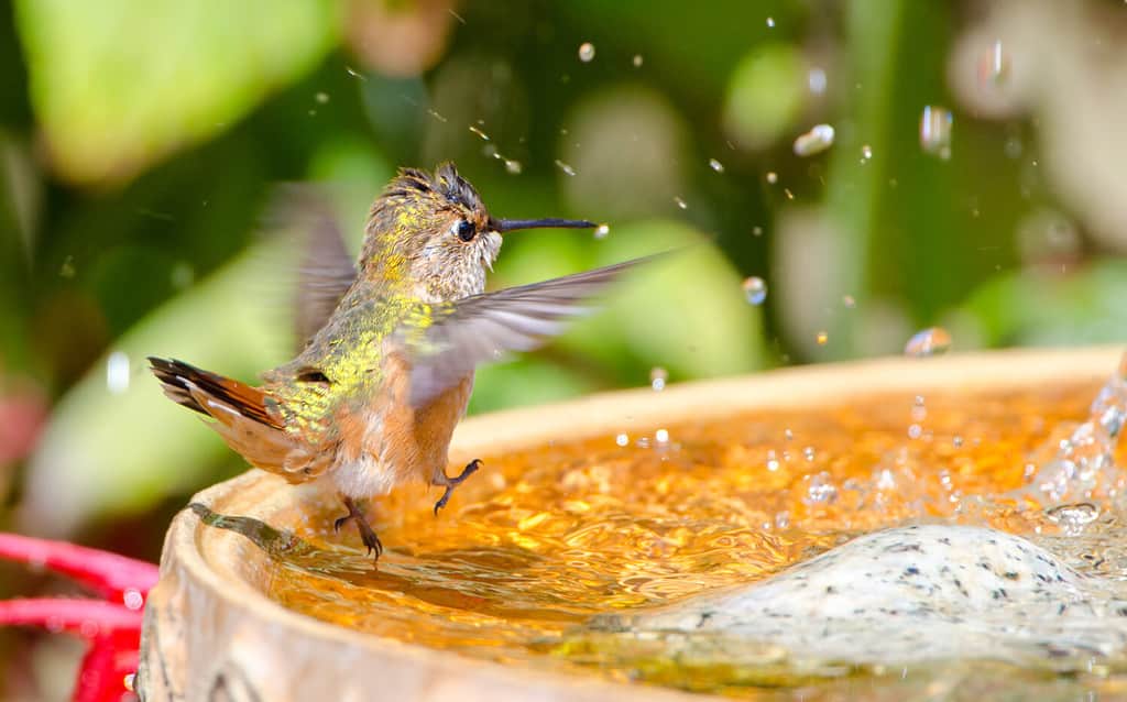 Colibrì rossiccio che balla nel bagno degli uccelli