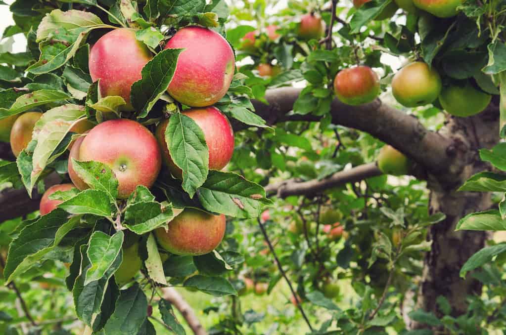 Mele honeycrisp rosse mature su un albero di mele in un frutteto in Nova Scotia.