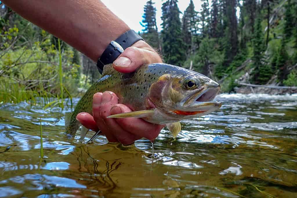 Trote spietate del versante occidentale catturate e rilasciate nel Middle Fork del fiume Salmon, Idaho