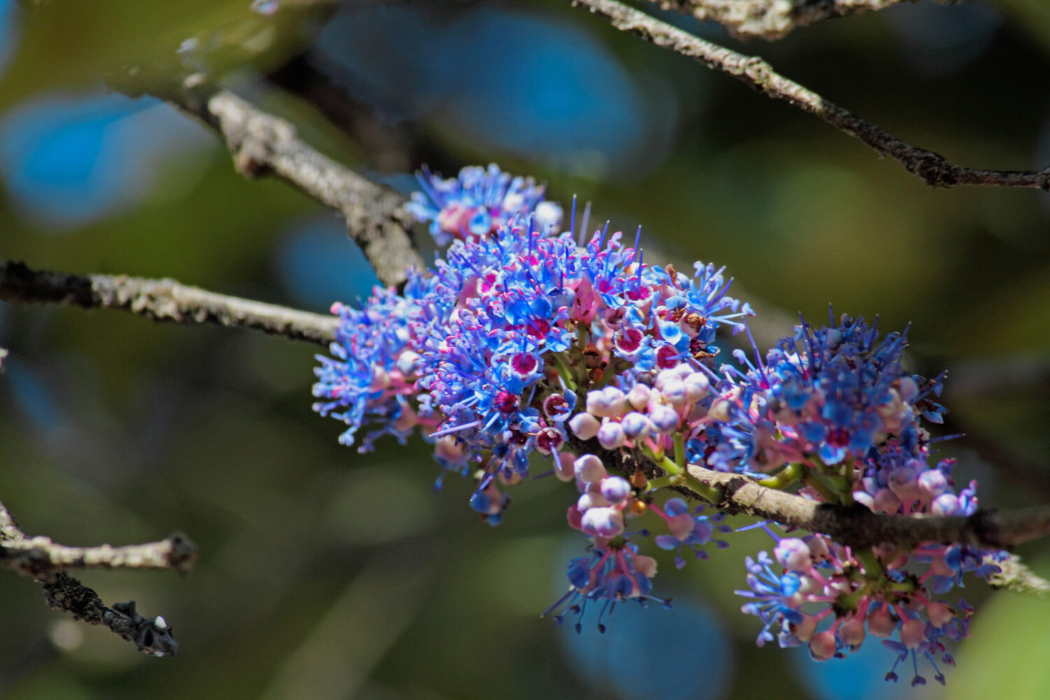 Albero dell'aria Delek, albero di Ironwood, Memecylon umbellatum