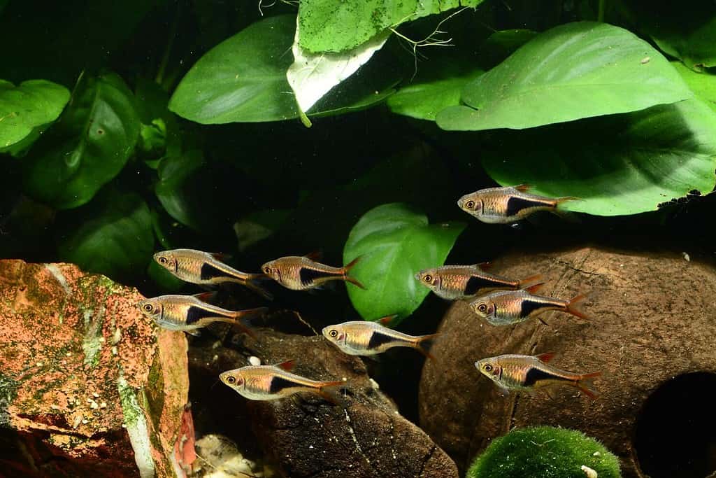 Gruppo di rasboras arlecchino o Trigonostigma heteromorpha, in acquario tropicale