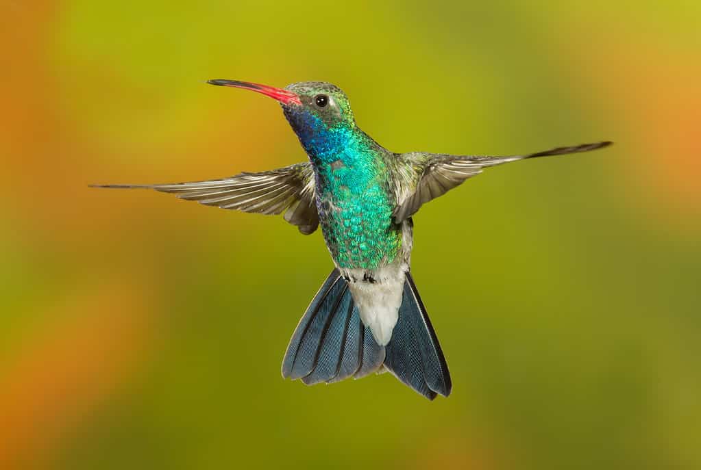Colibrì dal becco largo in volo