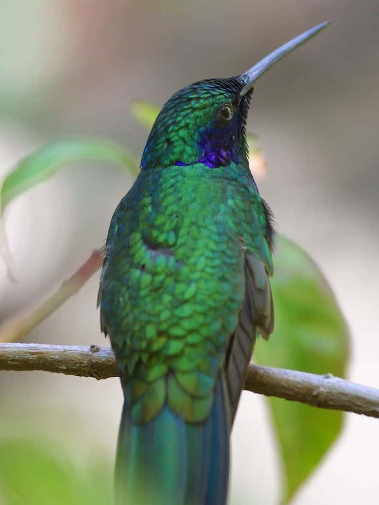 Violetear messicano (Colibri thalassinus)