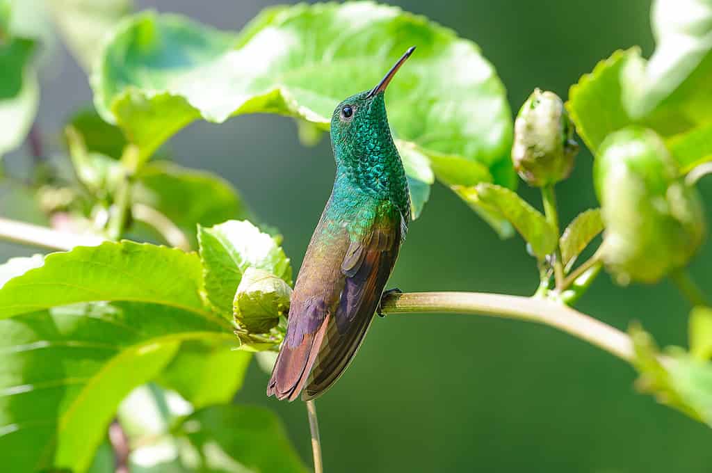 Colibrì berillino