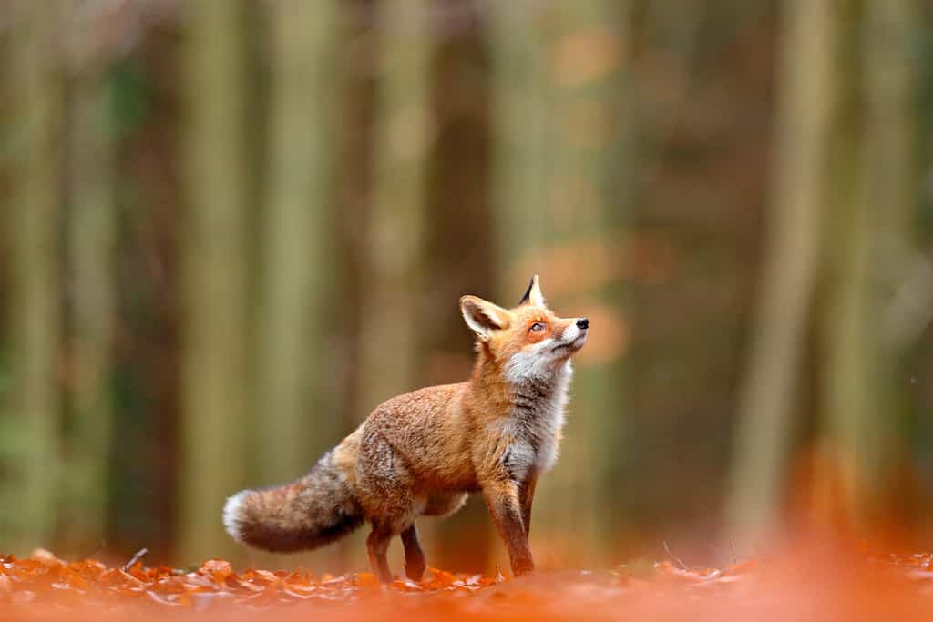 Volpe rossa carina, Vulpes vulpes nella foresta autunnale. Bellissimo animale nell'habitat naturale. Scena della fauna selvatica dalla natura selvaggia. Volpe rossa che corre in foglie autunnali arancioni.