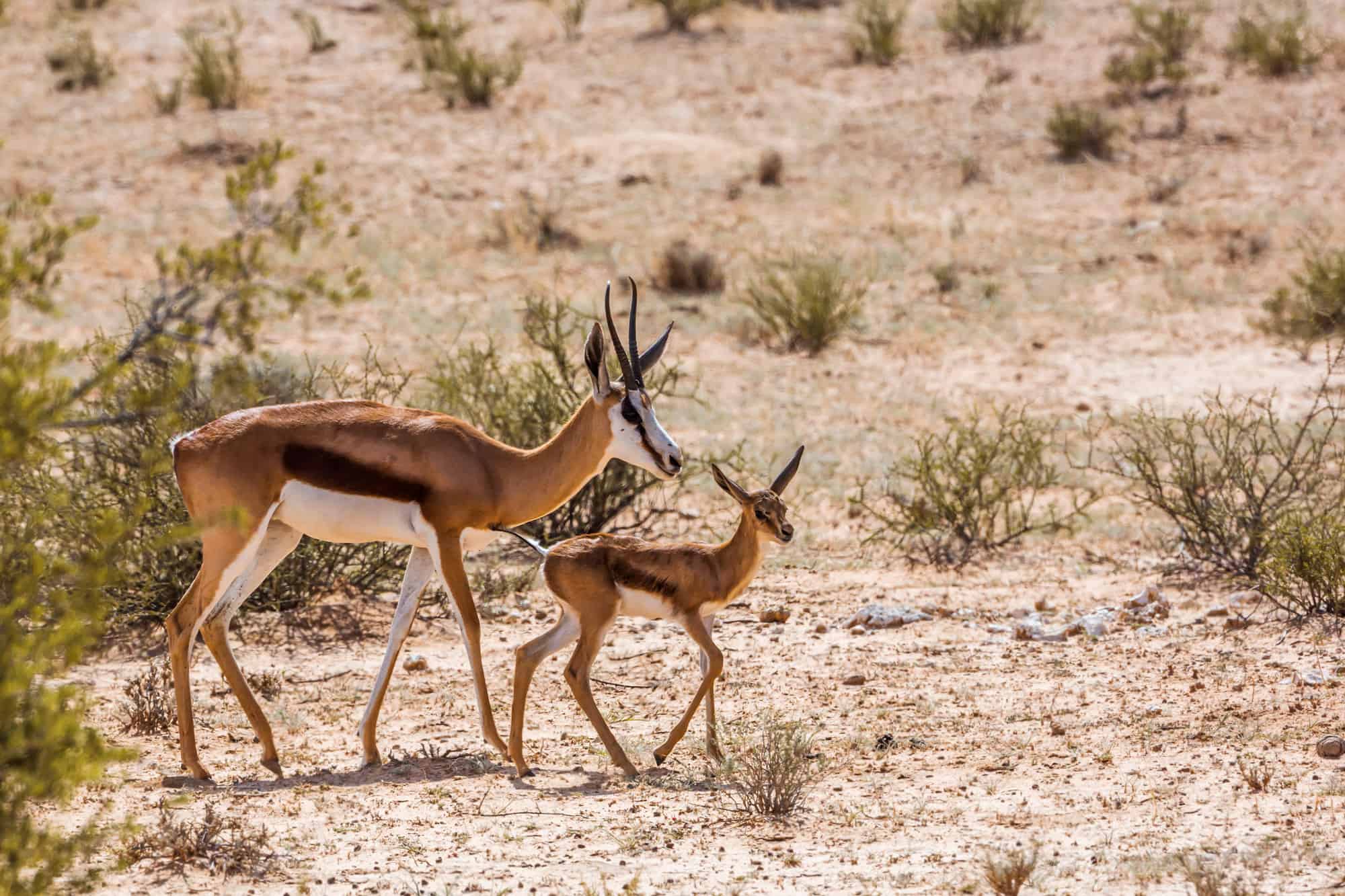 Femmina di Springbok con cucciolo