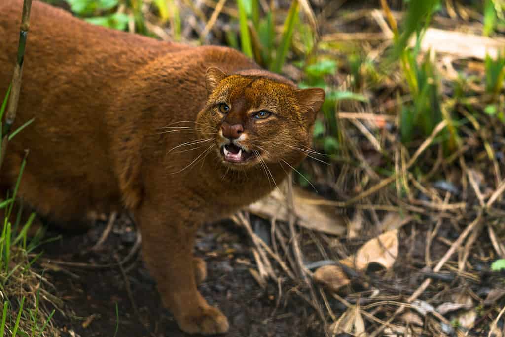 Il giaguarondi (Puma yagouaroundi), o eyra, è un piccolo felino selvatico originario del Nord America meridionale e del Sud America.