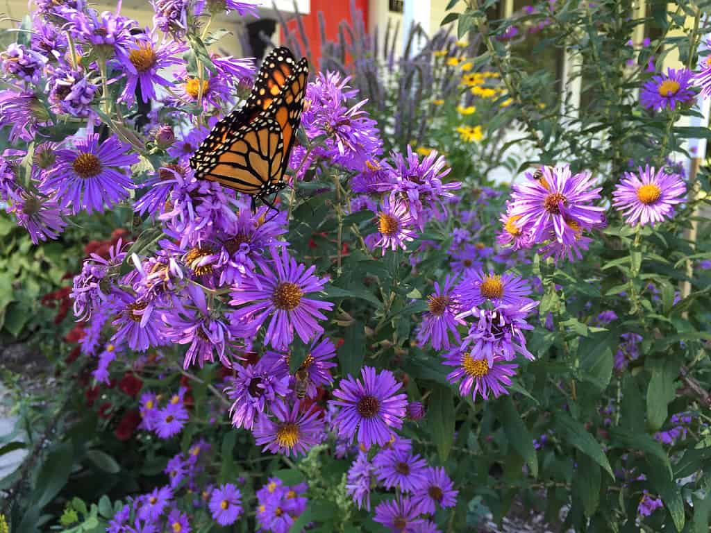 Aster del New England, Aster, Farfalla - Insetto, Immagine a colori, Fiore