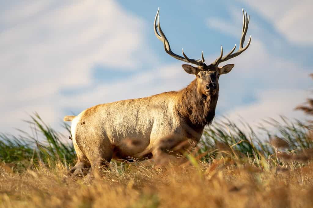 Tule Elk bull in piedi nella ventosa zona paludosa della California Grizzly Island
