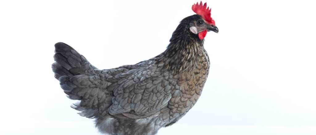 Animali nel Delaware