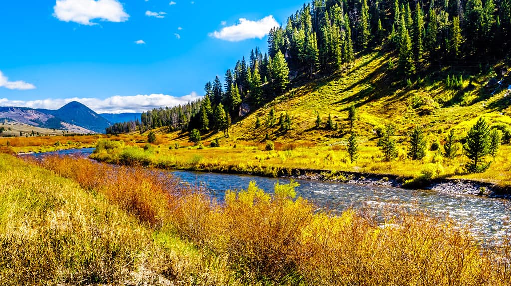Il fiume Gallatin che attraversa la parte più occidentale del Parco Nazionale di Yellowstone lungo l'autostrada 191 nel Montana, Stati Uniti d'America