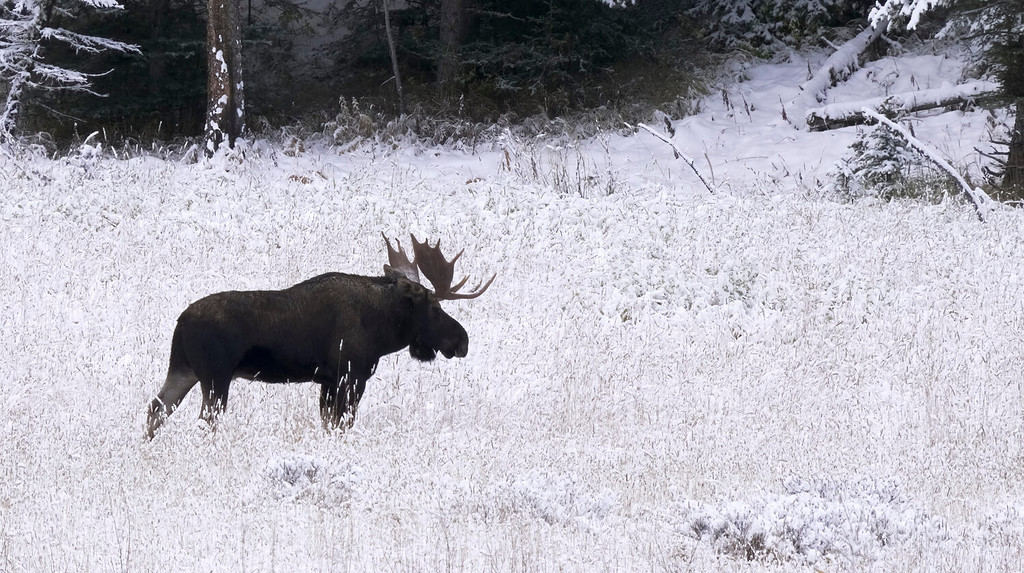 vista laterale di un toro alce in piedi in un prato coperto di neve nel parco nazionale di Yellowstone nel Wyoming, Stati Uniti