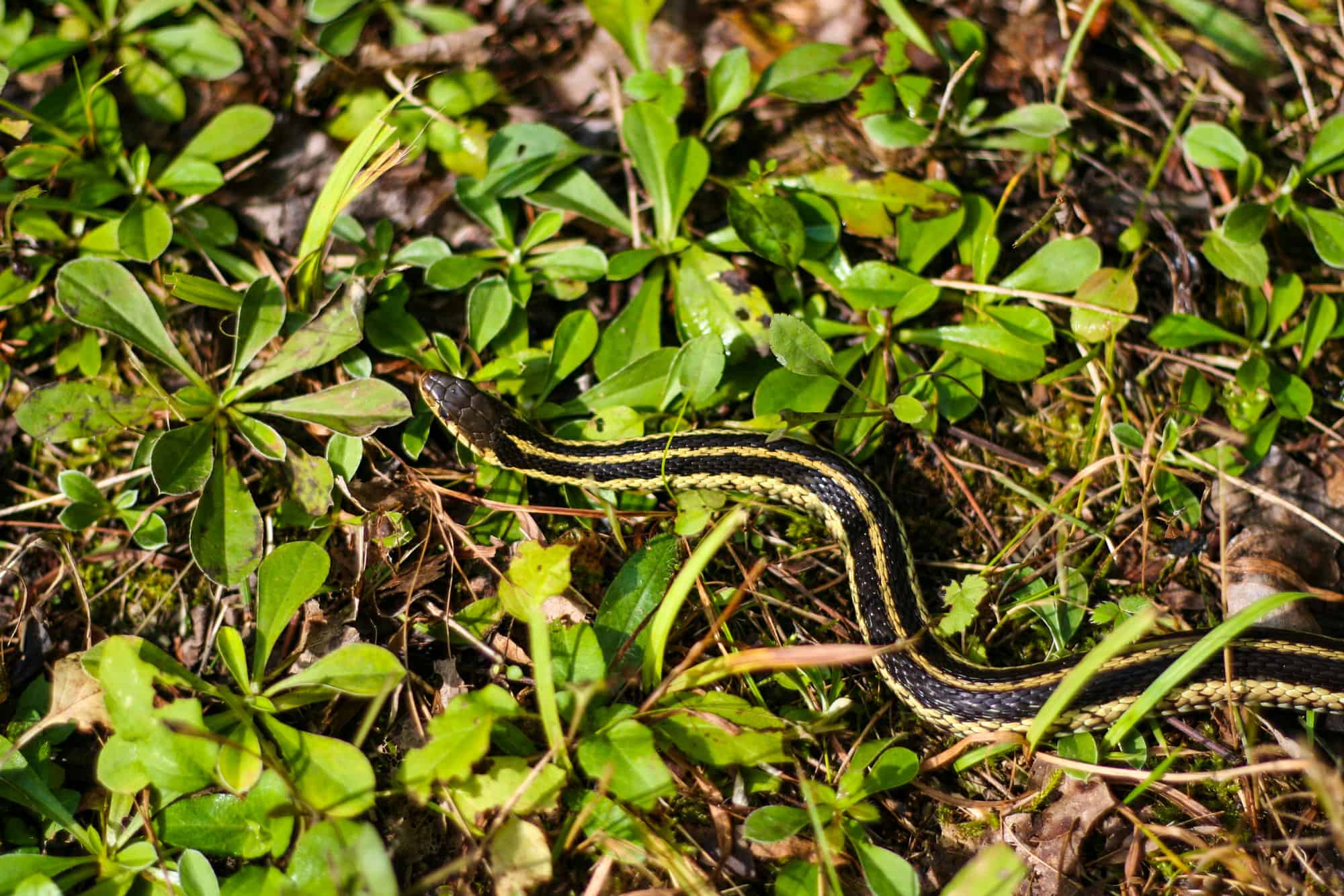 Animale selvatico, Canada, Sentiero, Serpente giarrettiera, Area erbosa